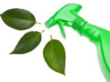 Green Spray Bottle with Leaf Spray for Environmentally Friendly Natural Cleaning Concepts.  Isolated on White with a Clipping Path.